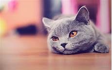 Background Cat by Cat Backgrounds Wallpaper Cave Background Cat