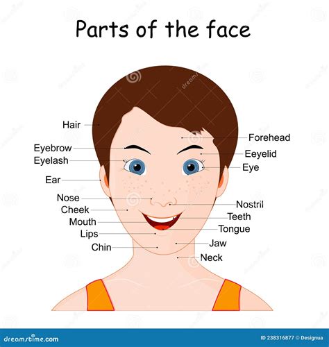 Partes de la cara humana ilustración del vector. Ilustración de labio ...