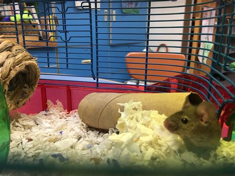 Python Mouse Library 的图像结果