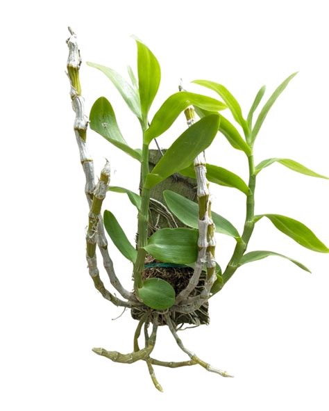 Dendrobium Orchid Species Parishii Peloric 6 Eye Without Flower ...