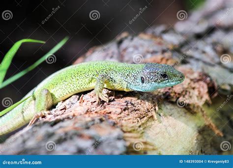Image result for Spring Lizard