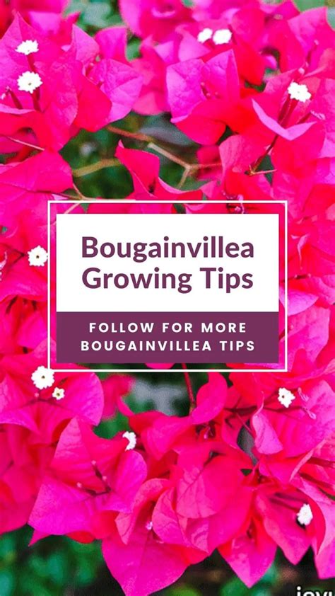 Bougainvillea tips and facts – Artofit