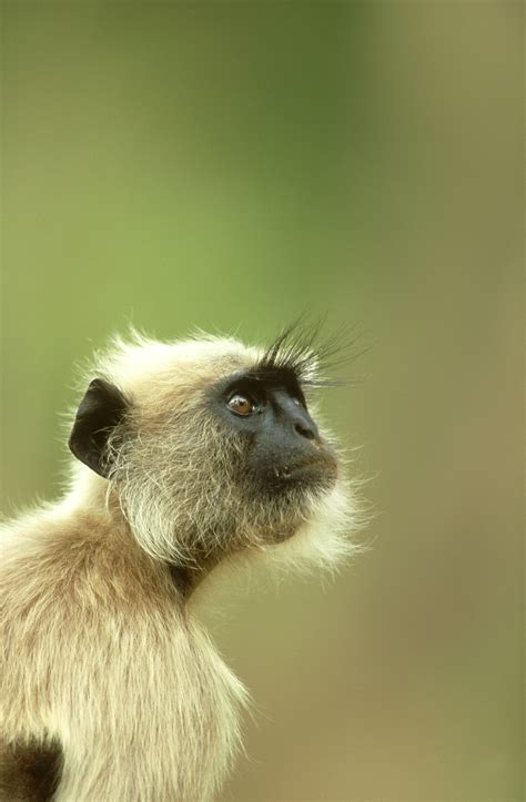 猴子和什么生肖最配 属猴的和什么属相最合适 - 万年历