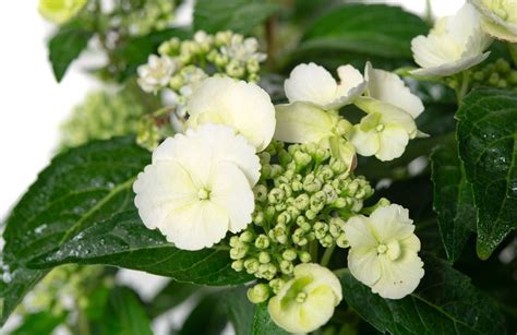 Image result for Runaway Bride Hortensie