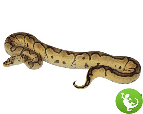 Leopard Python 的图像结果