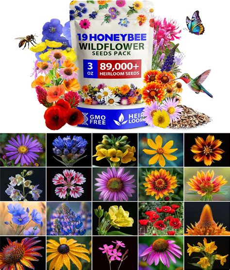 Amazon.com : HOME GROWN Wildflower Seeds (3oz) 89,000+ Flower Seed Mix ...