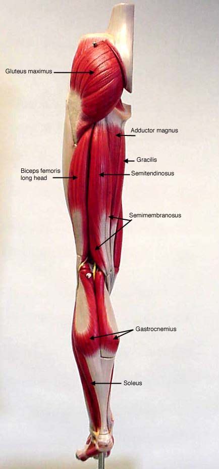 leg model - posterior view - labeled muscles | Medical anatomy, Muscle anatomy, Leg muscles anatomy