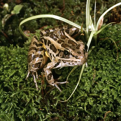 Image result for Cheapickle Frog