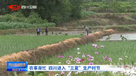 农事渐忙 四川进入三夏生产时节_四川在线