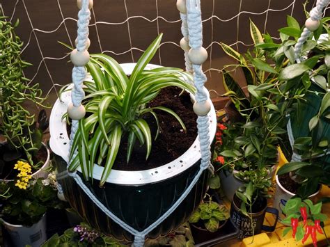 Variegated Spider Plant Care: Ultimate Beginner’s Guide - Stay Green Garden
