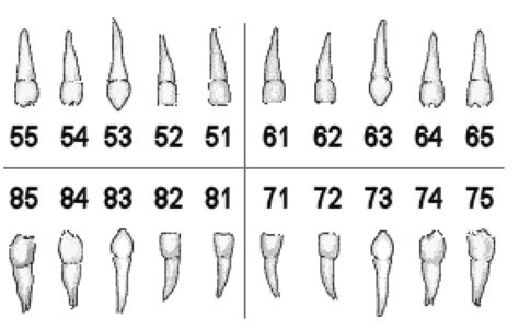 Image result for Tooth Numbering System