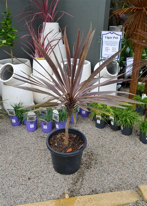 Cordyline - Red Sensation - Guildford Garden Centre