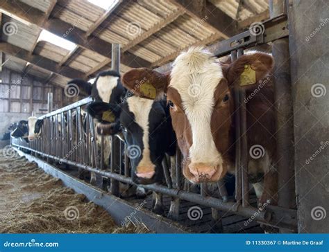 Stable 的图像结果