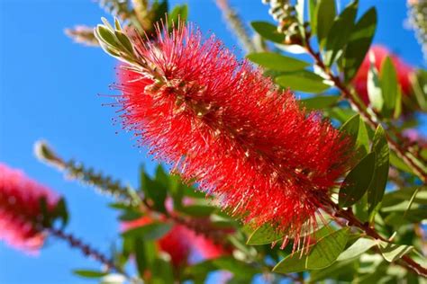 urbageecha Bottle Brush Flower Plant Dwarf Price in India - Buy ...