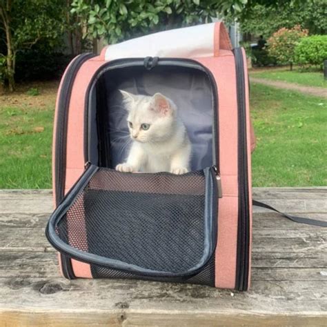 12 Best Cat Carriers of 2023, HGTV Top Picks | HGTV
