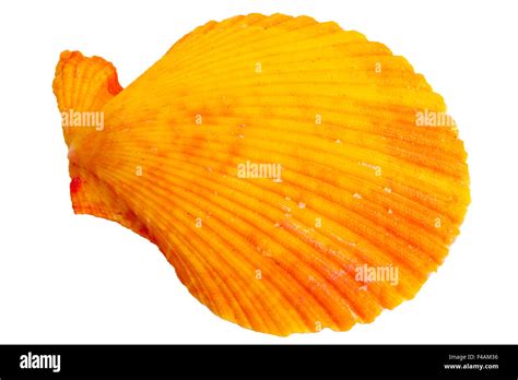 Image result for Shell Colour