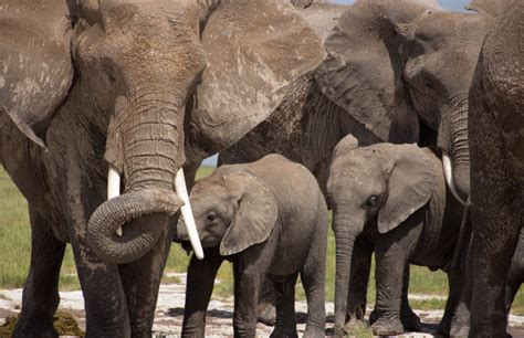 African Elephant Family - family of elephants
