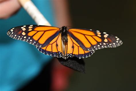 Jim Thorpe Pennsylvania - fun and educational | Bear mountain, Pocono ...