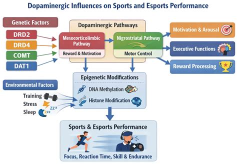 Driven by Dopamine: Genetic Insights into Motivation and Performance in ...