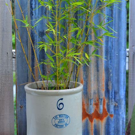 Container Growing Bamboo Indoors How To Grow Bamboo In A Container