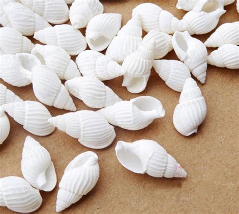 Image result for Mini Conch Shell