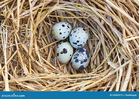 Quail nest stock image. Image of nature, birds, life - 53082975