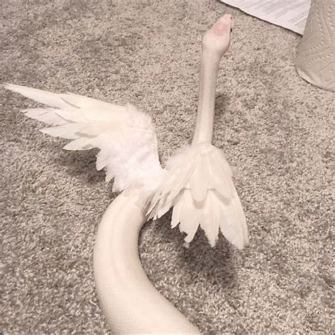 Image result for White Python Pet