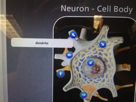 Multipolar Neuron Model 的图像结果
