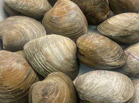 Image result for Clam with a Very Sharp Shell