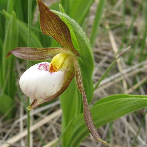 Lady Slipper Plant