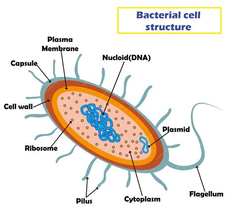Bacterial Cell Structure 的图像结果