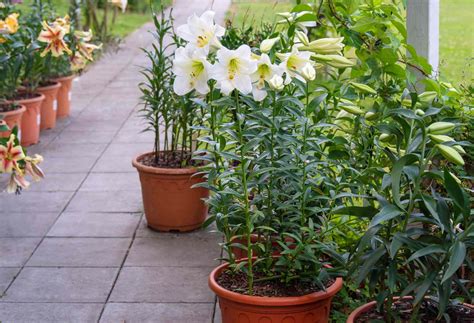 Planting Easter Lilies Outside to Save Them