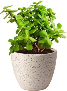 WG Wood Gibbs Jade Plant Price in India - Buy WG Wood Gibbs Jade Plant ...