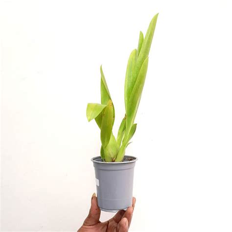 Buy Oncidium Orchids Online India | Dancing lady oncidium online ...