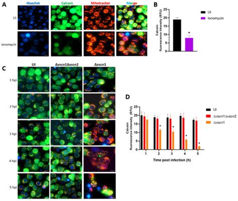 Contribution of the Type III Secretion System (T3SS2) of Vibrio ...