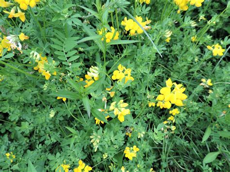 Yellow Flower Weed Bush at Edna Mondragon blog