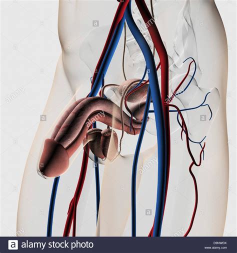 Image result for Male Reproductive System Easy Drawing