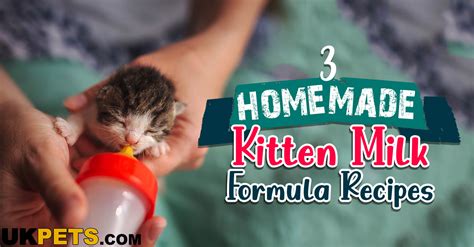 Kitten Milk Formula Recipe at Jett Quong blog