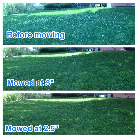 White Clover Lawn What Is White Dutch Clover?