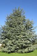 Image result for cedar