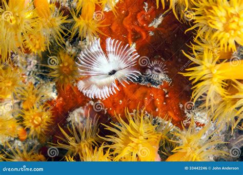 Orange cup corals stock photo. Image of dendrophylliidae - 33442246