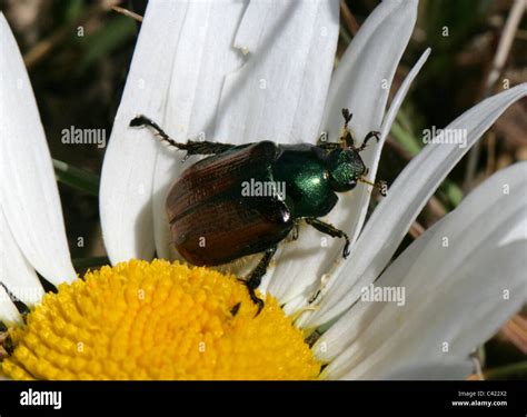 Garden Chafer Beetle, Phyllopertha horticola, Scarabaeidae, Coleoptera ...