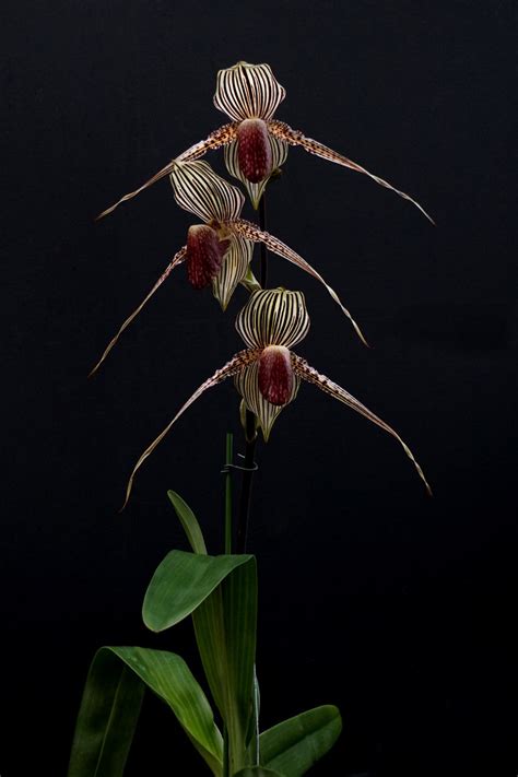 3 Exotic Rare Orchids That Will Take Your Breath Away | Orchid Tree ...