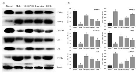 Lactobacillus plantarum CQPC02 Prevents Obesity in Mice through the ...