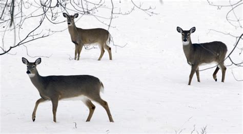 Hunting: Maine's new deer permits allow you to take a doe and a buck