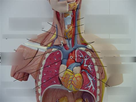 Thorax Function 的图像结果