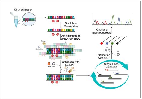 Estimation of Human Chronological Age from Buccal Swab Samples through ...