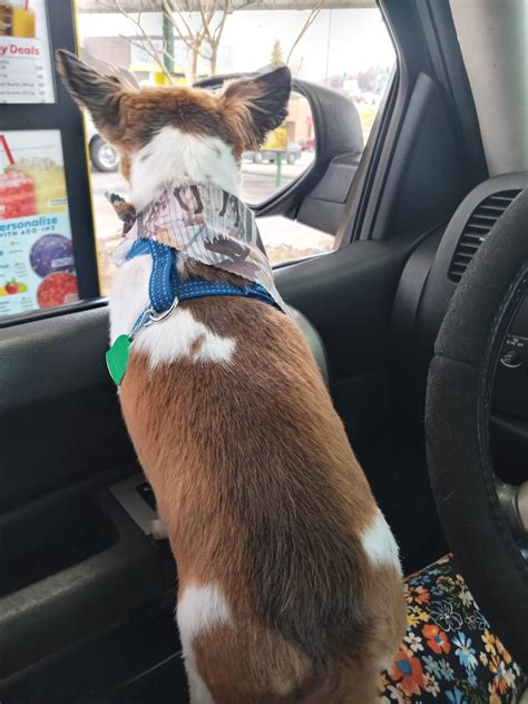 Dog Days Grooming and Boarding – DogRb