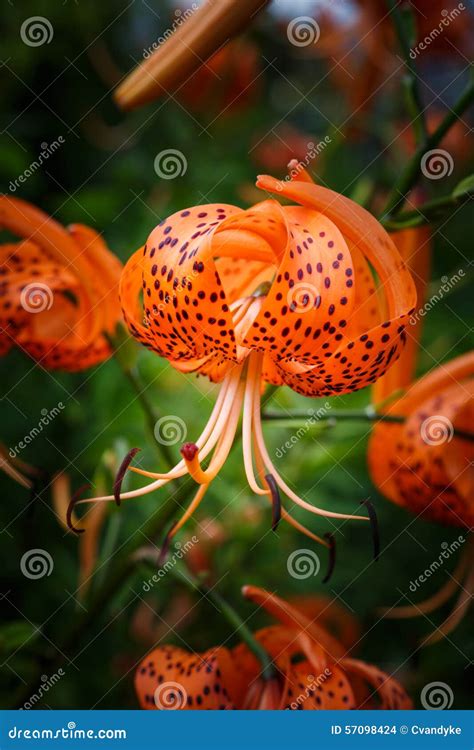 Turks Cap Lily Lilium Superbum Vertical Stock Photo - Image of flower ...