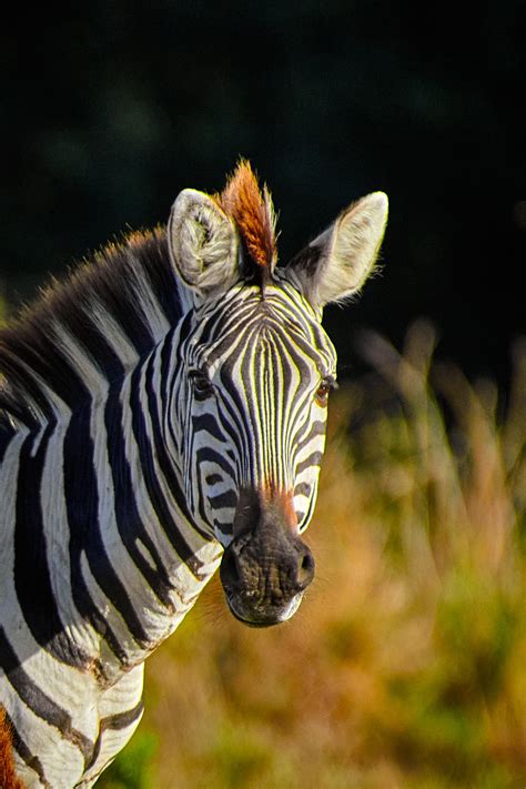 Zebras can run at a speed of 65 Km/Hr | Masai Mara | Kenya | Nikon D850 | [OC] : r ...